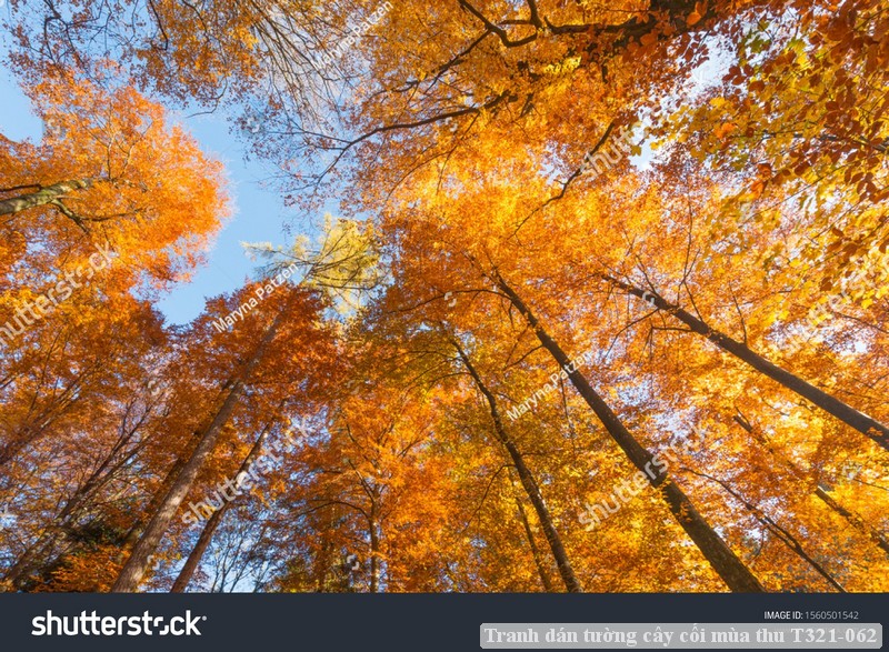 Tranh dán tường cây cối mùa thu T321-062